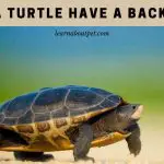Does A Turtle Have A Backbone? 7 Clear Vertebral Facts