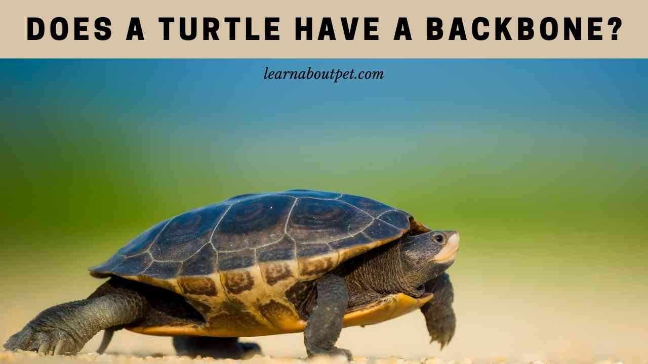 Does A Turtle Have A Backbone? 7 Clear Vertebral Facts 2022