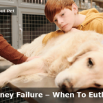 Dog Kidney Failure When To Euthanize? 21 Brutal Symptoms For Dog Kidney Failure