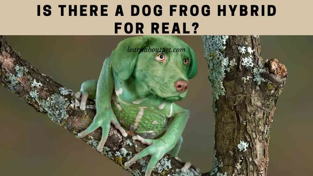 Dog frog hybrid