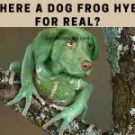 Dog Frog Hybrid : Is There A Frog Dog Hybrid? 10 Cool Fakes