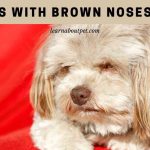 dogs with brown noses