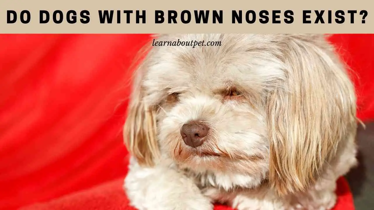 Dogs With Brown Noses 9 Interesting Dog Nose Facts 2023