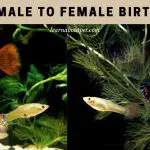 Guppy Male To Female Birth Ratio : 7 Cool Reproduction Facts