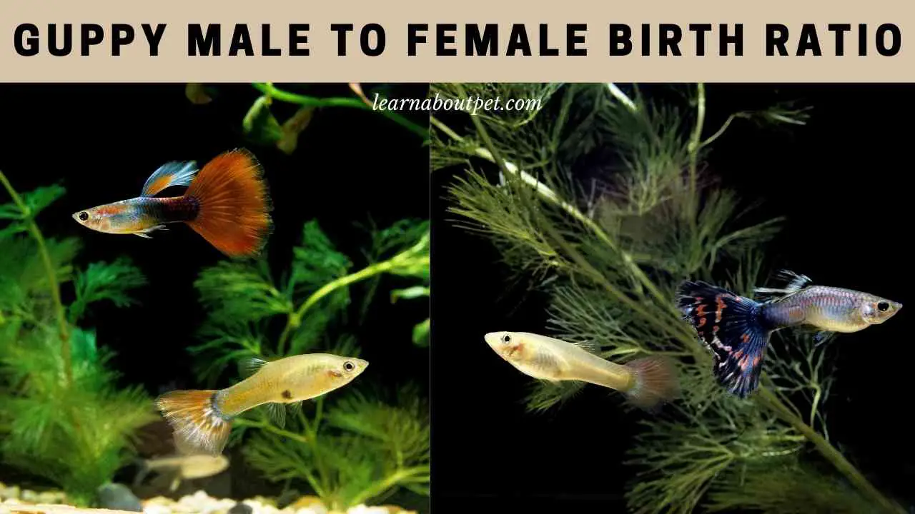 Guppy Male To Female Birth Ratio : 7 Cool Reproduction Facts