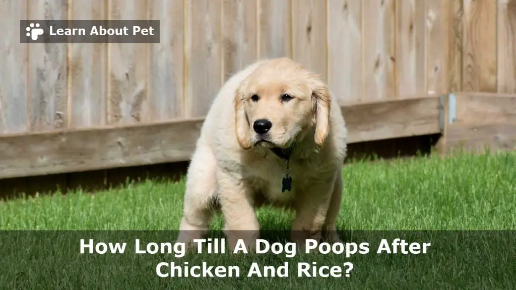 How long till a dog poops after chicken and rice? Yellow poop after chicken and rice