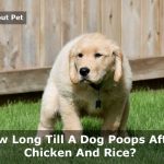 How Long Till A Dog Poops After Chicken And Rice? 9 Clear Facts