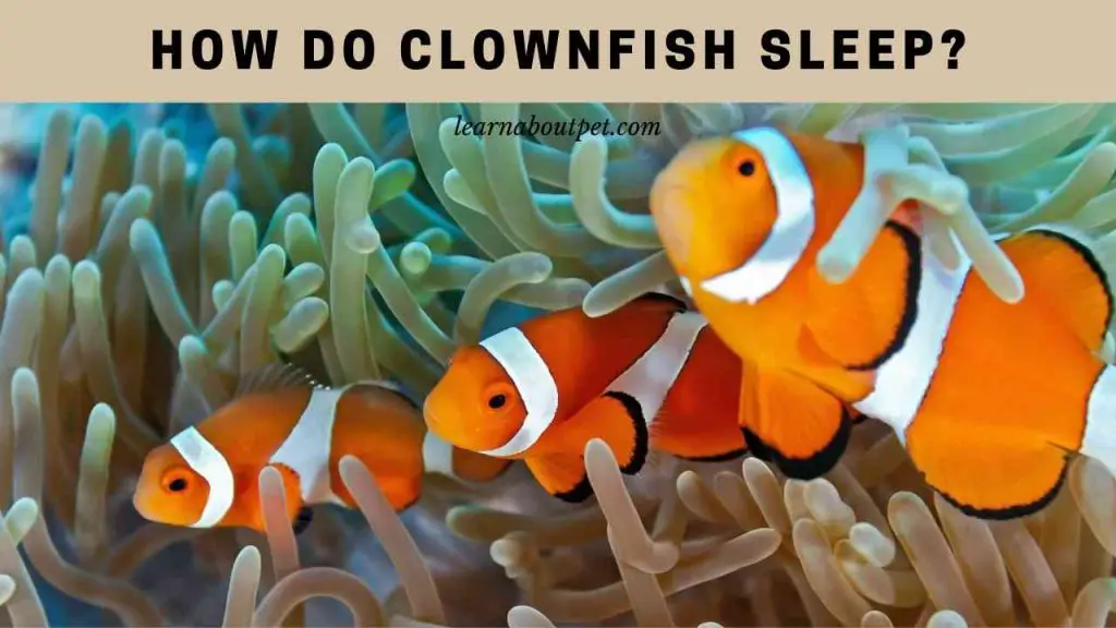 How do clownfish sleep