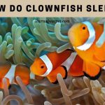 How do clownfish sleep