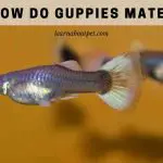 How Do Guppies Mate? (4 Cool Guppy Breeding Methods)