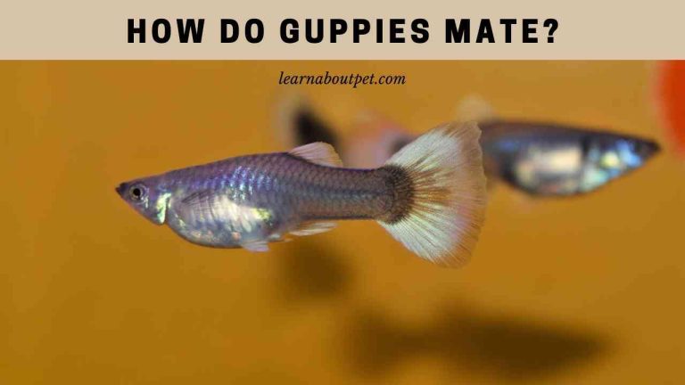 How Do Guppies Mate? (4 Cool Guppy Breeding Methods) - 2023