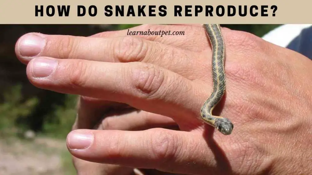 How do snakes reproduce