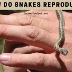 How Do Snakes Reproduce? (15 Cool Reproduction Facts)