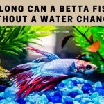 How long can a betta fish go without a water change