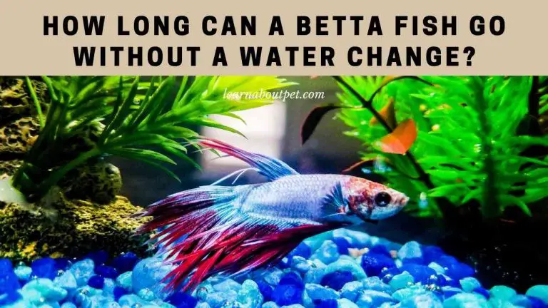 How Long Can A Betta Fish Go Without A Water Change? 7 Cool Facts