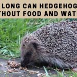 How Long Can Hedgehogs Go Without Food And Water? 7 Cool Facts How long can hedgehogs go without food and water