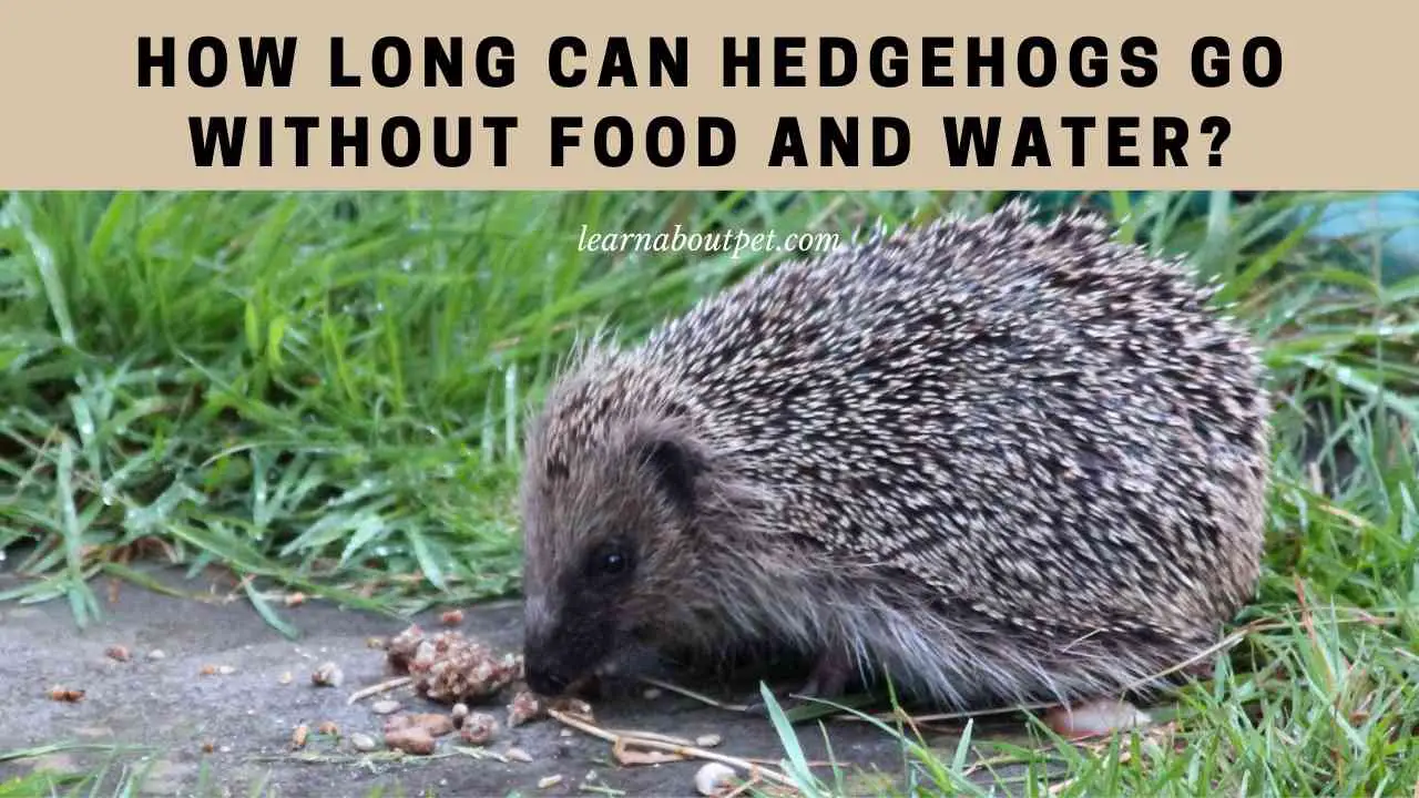 How Long Can Hedgehogs Go Without Food And Water? 7 Cool Facts