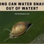 How Long Can Water Snails Live Out Of Water? 9 Cool Facts