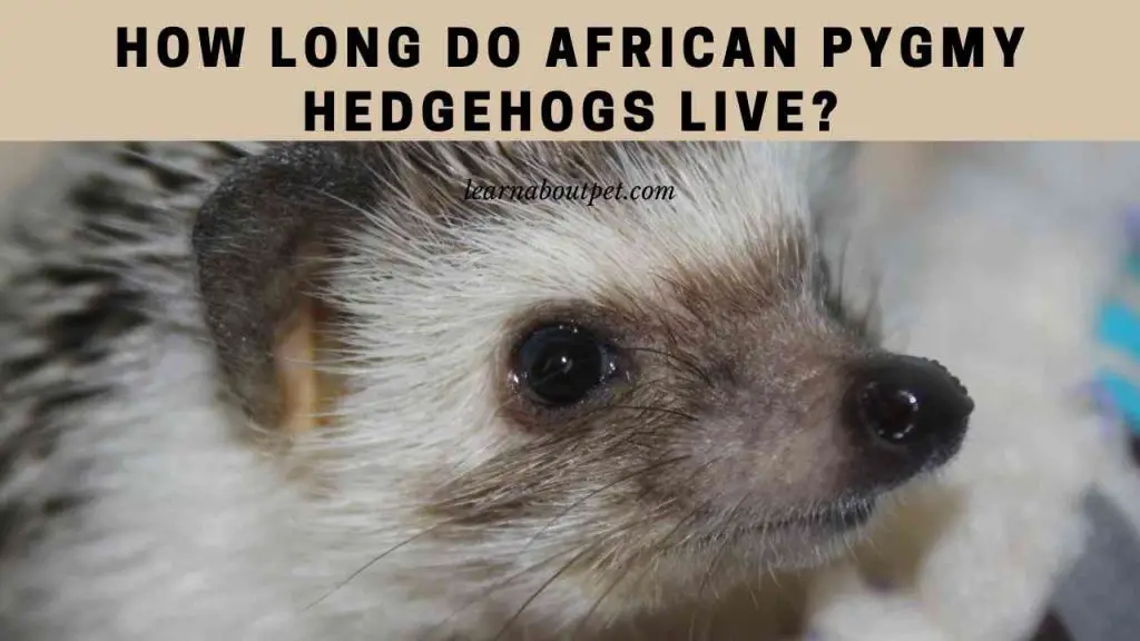 How long do african pygmy hedgehogs live