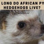 How long do African pygmy hedgehogs live