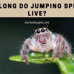 How long do jumping spiders live