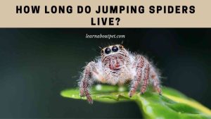 How Long Do Jumping Spiders Live? (9 Cool Facts) - 2026