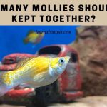 How Many Mollies Should Be Kept Together? 5 Cool Tips