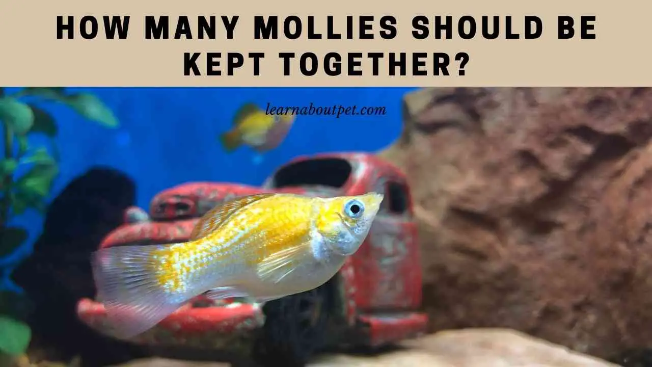 How Many Mollies Should Be Kept Together? 5 Cool Tips - 2022