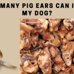 How many pig ears can I give my dog