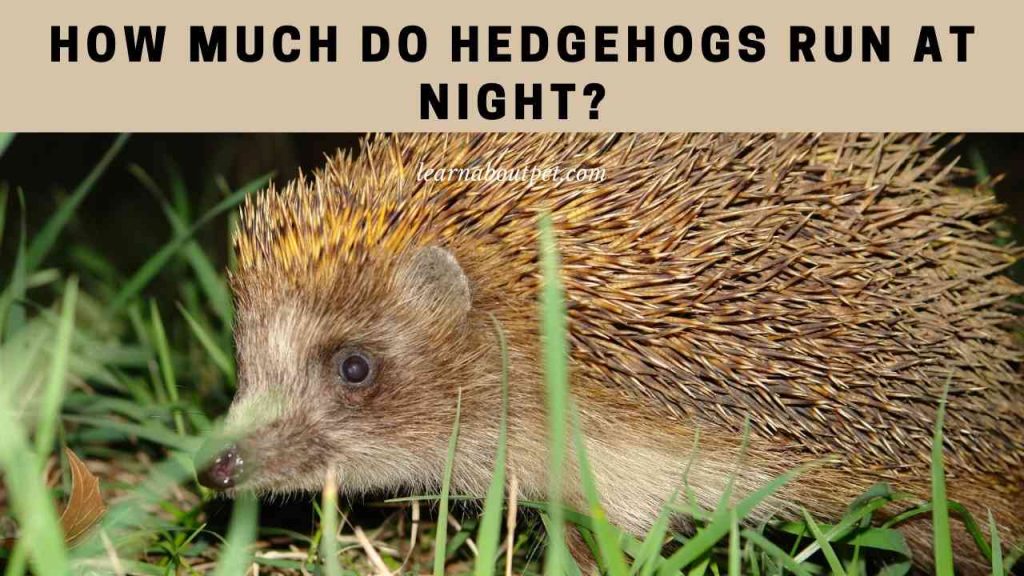 How much do hedgehogs run at night