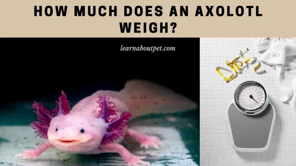 How much does an axolotl weigh