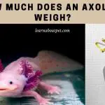 How Much Does An Axolotl Weigh? (7 Cool Weight Facts)