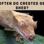 How Often Do Crested Geckos Shed? 7 Interesting Facts