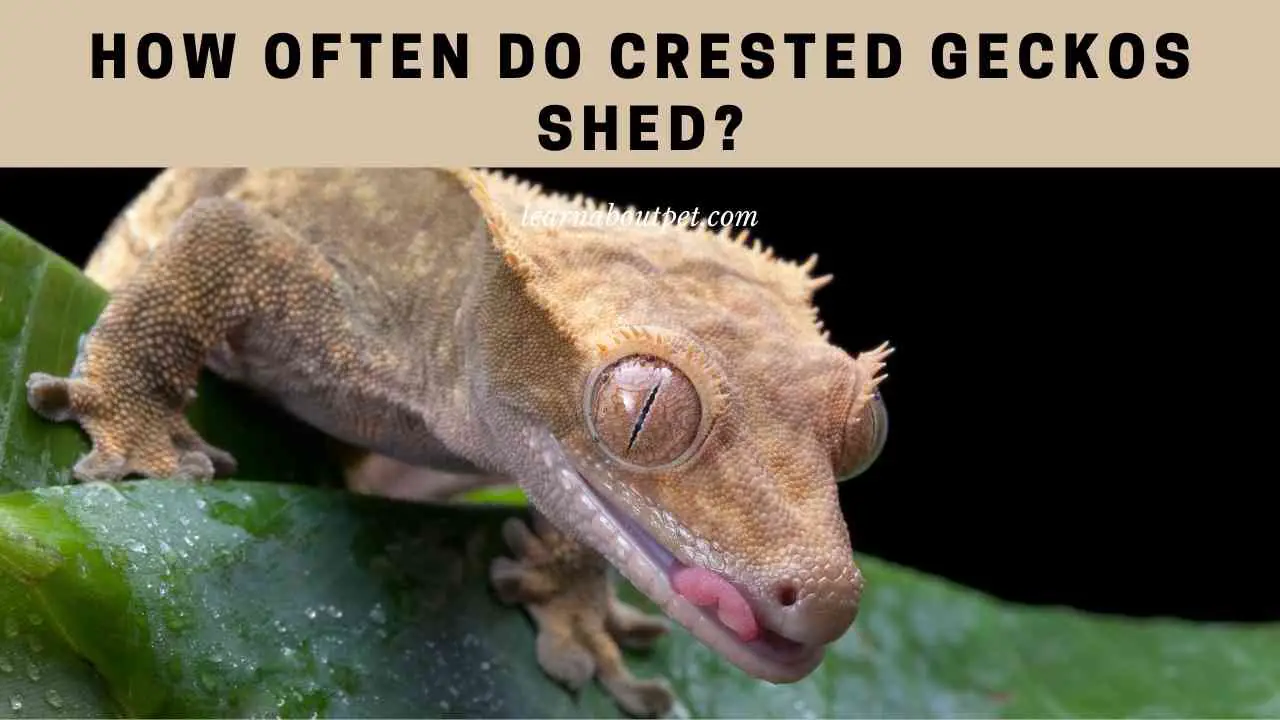 How Often Do Crested Geckos Shed? 7 Interesting Facts - 2023