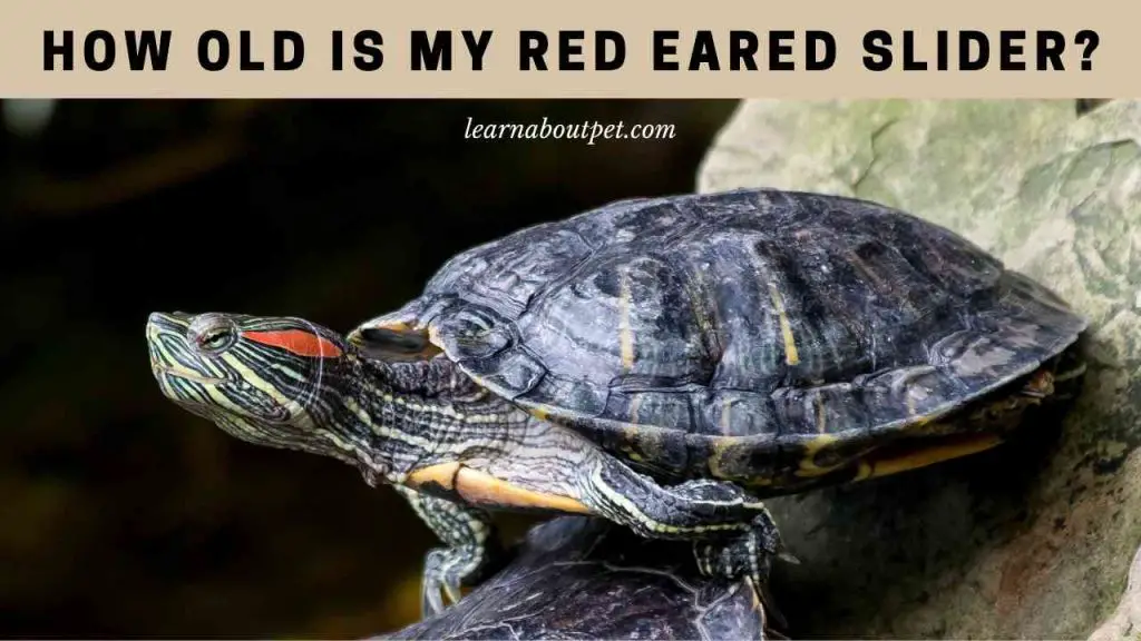 How old is my red eared slider
