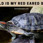 How Old Is My Red Eared Slider? (7 Clear Tips) How old is my red eared slider