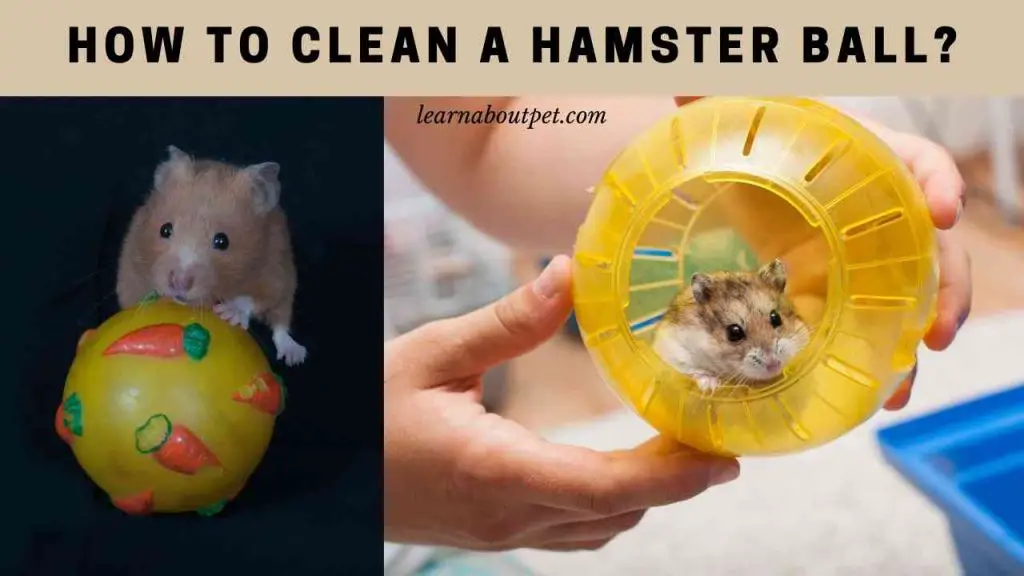 How to clean a hamster ball