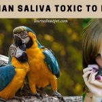 Is human saliva toxic to birds