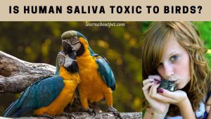 Is Human Saliva Toxic To Birds? - 2022