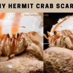 is my hermit crab scared