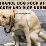 Is orange dog poop after chicken and rice normal