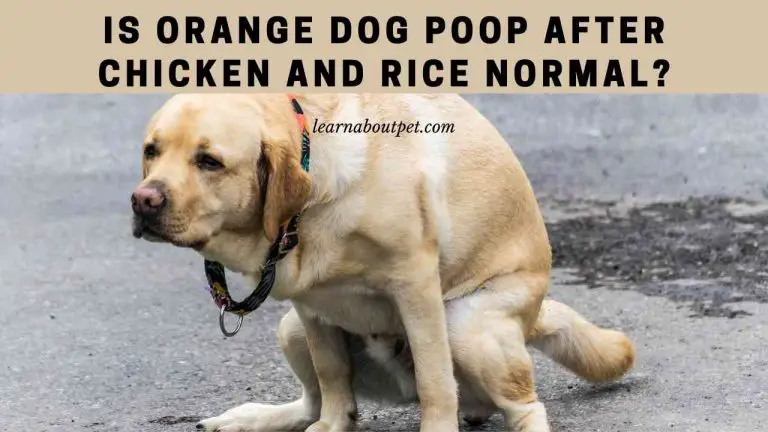 Orange Dog Poop After Chicken And Rice : (9 Menacing Facts)