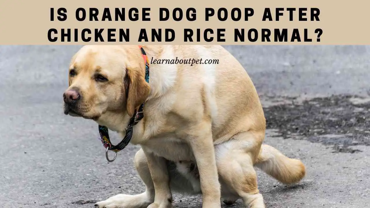 Orange Dog Poop After Chicken And Rice 9 Menacing Facts