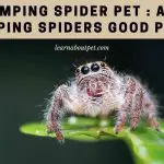 Jumping Spider Pet : Are Jumping Spiders Good Pets? 7 Cool Facts