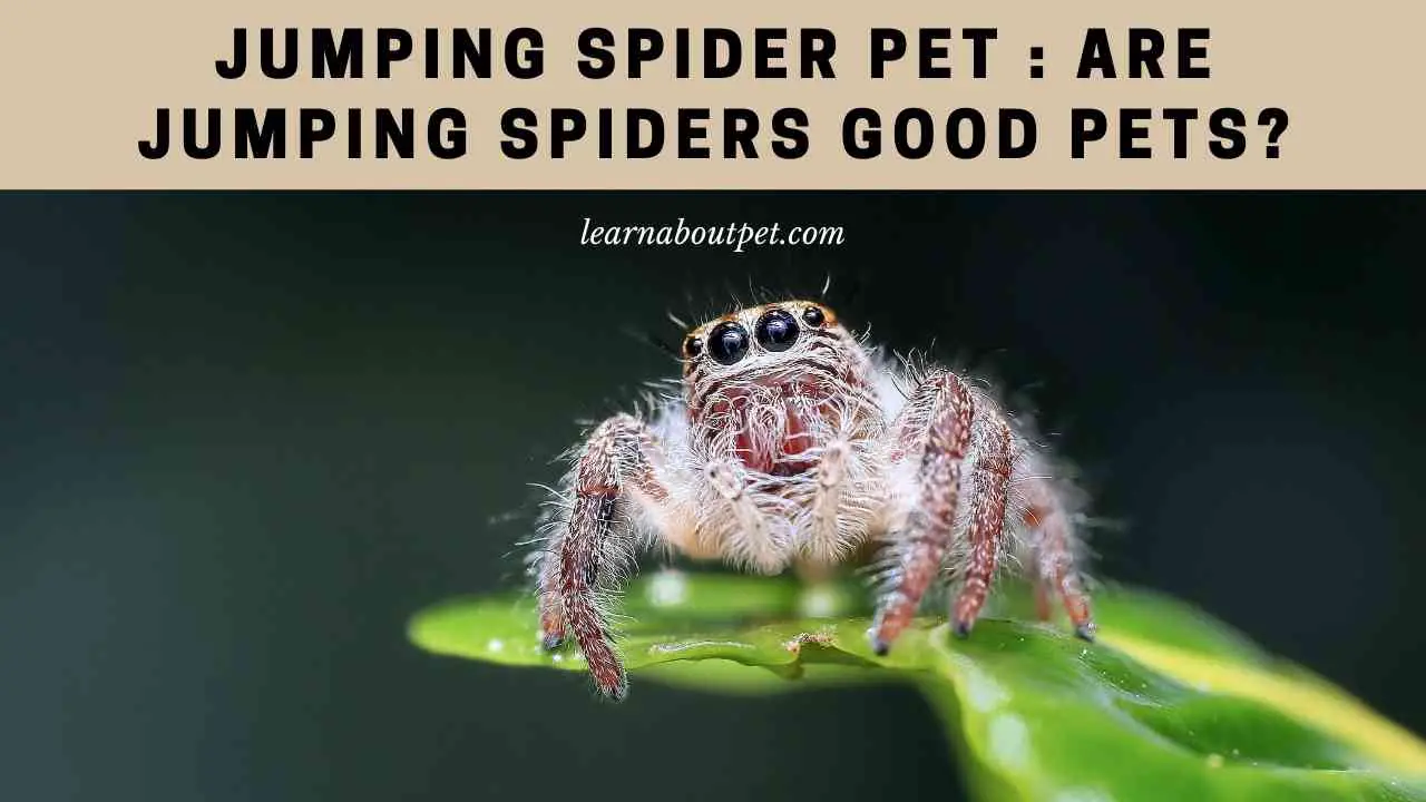 Jumping Spider Pet Are Jumping Spiders Good Pets? 7 Cool Facts