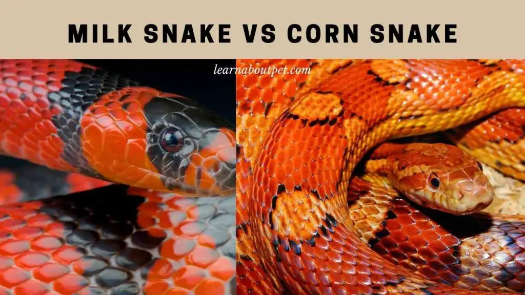 Milk snake vs corn snake
