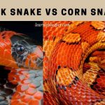 Milk Snake Vs Corn Snake : 17 Interesting Snake Facts