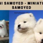 Mini Samoyed