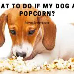 My Dog Ate Popcorn : 9 Interesting Food Facts
