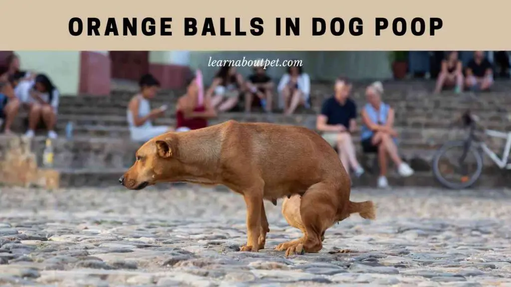 Orange balls in dog poop